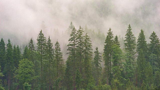 forest, conifers, coniferous forest, fir forest, wood, nature, trees, evergreen, landscape, conifer, fog, jaw, fir tree, clouds, forest, forest, forest, forest, forest, wood, wood, wood, wood - 4K 8K wallpaper background by jplenio | Pix8K