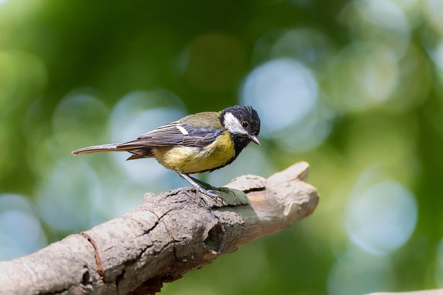 old tree, tree, birdwatching, outdoors, forsythia, hd wallpapers, little bird, great tit, mönchengladbach, nature, cute, songbird, animal, animal photography, wildlife, bird, bird watching, ornithology, forest, wallpaper 4k, chirp, tweet, plumage, beak - 4K 8K wallpaper background by Gruendercoach | Pix8K