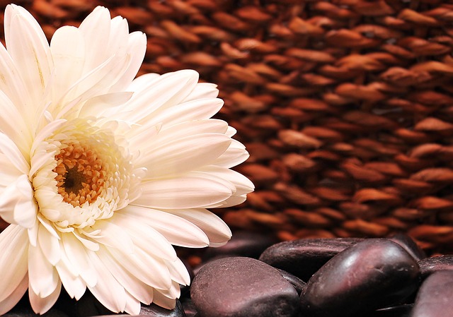 gerbera, flower, 4k wallpaper, laptop wallpaper, blossom, nature, mac wallpaper, desktop backgrounds, flower wallpaper, hd wallpaper, bloom, flower background, composites, beautiful wallpaper, wallpaper 4k, white, white gerbera, wallpaper hd, free wallpaper, floral background, white flower, free background, windows wallpaper, cool backgrounds, asteraceae, full hd wallpaper, background, beautiful flowers, 4k wallpaper 1920x1080, background image - 4K 8K wallpaper background by NoName_13 | Pix8K