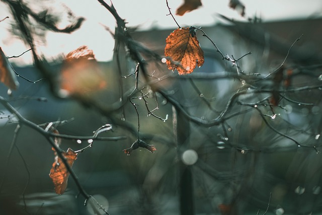 leaves, tree, raindrop, aesthetic, late autumn, nature, drop of water, bokeh, wet, water, rainy, clear, aesthetic, aesthetic, aesthetic, aesthetic, aesthetic, rainy - 4K 8K wallpaper background by ValeriaLu | Pix8K