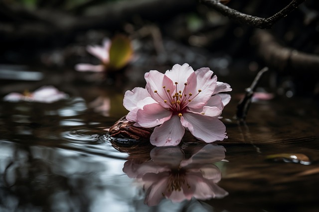 flower, cherry blossom, pond, rose, flower art, flower background, garden, flower wallpaper, beautiful flowers, nature, close, chrysanthemum, apricot blossom, lotus flower, rose flower, tulips - 4K 8K wallpaper background by nvd9612 | Pix8K