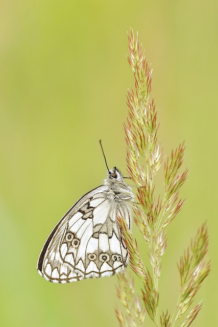 butterfly, insect, nature, marbled white, animal, fauna, grass, meadow, closeup, phone wallpaper, aesthetic wallpaper, phone wallpaper, phone wallpaper, phone wallpaper, phone wallpaper, phone wallpaper - 4K 8K wallpaper background by bogdanchr | Pix8K