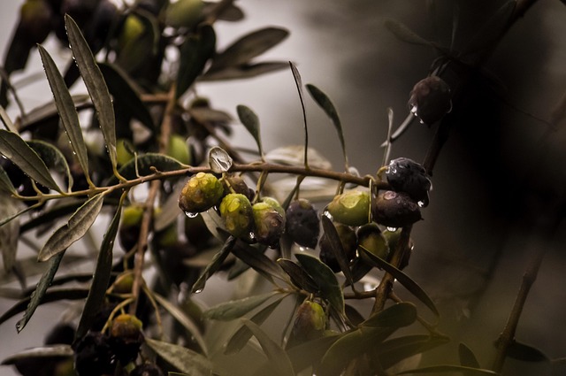 tree, organic, olives, vegetable, rain, rain drops, plant, italy, nature, portugal, leaves, olives, olives, olives, olives, olives, rain, rain, rain, italy, italy, portugal, portugal - 4K 8K wallpaper background by mac231 | Pix8K