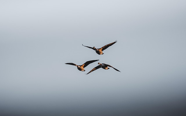 canada geese, 4k wallpaper 1920x1080, free wallpaper, birds, beautiful wallpaper, windows wallpaper, wallpaper 4k, mac wallpaper, laptop wallpaper, nature, full hd wallpaper, cool backgrounds, minimalist, desktop backgrounds, background, hd wallpaper, 4k wallpaper, free background, wallpaper hd, animals - 4K 8K wallpaper background by sashamatic | Pix8K
