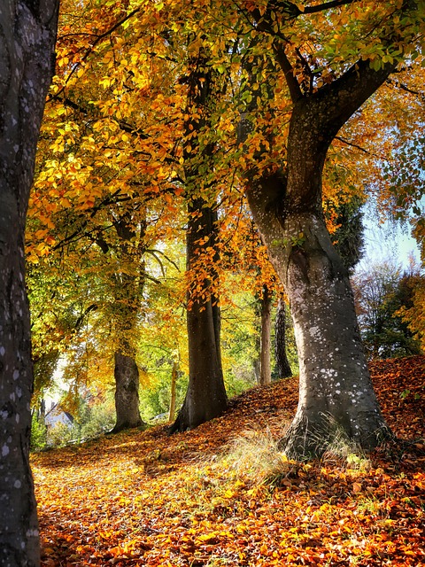 fall, trees, hill, slope, forest, woods, autumn, nature, landscape - 4K 8K wallpaper background by fietzfotos | Pix8K