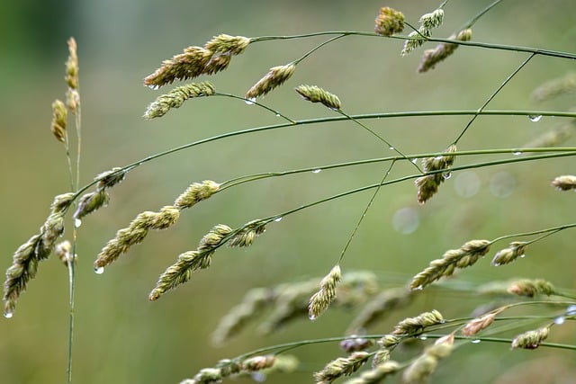 grass, dew drops, green, close-up, nature, meadow, summer, macro photography, fresh, water droplets, outdoors, plants, ecology, tranquility, morning, stormy sky, minimalism - 4K 8K wallpaper background by enjoy_berlin | Pix8K