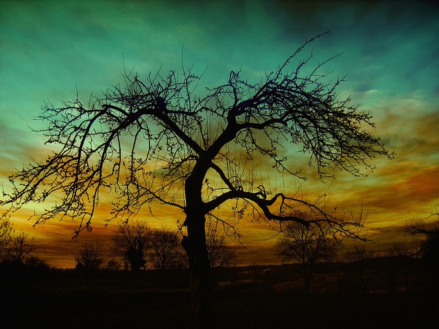 tree, nature, dusk, sunset, kahl tree, silhouette, countryside, scenery, tree, tree, tree, tree, tree, scenery - 4K 8K wallpaper background by geralt | Pix8K