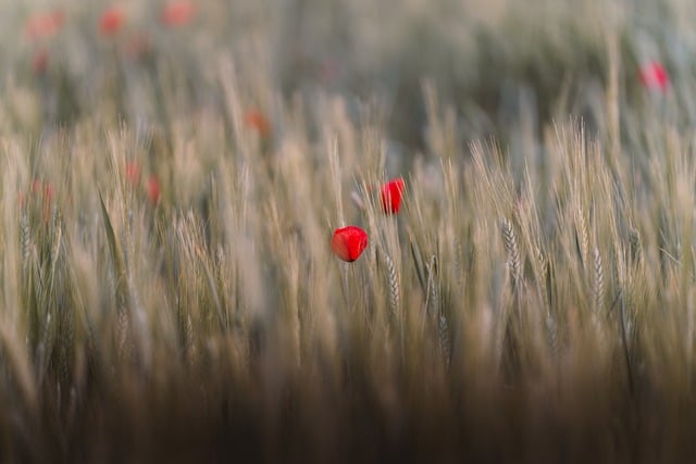 poppy flower, wheat field, macro nature, spring blossom, wildflowers, wallpaper hd, moody photography, 4k wallpaper, floral closeup, nature lovers, cool backgrounds, free wallpaper, minimalism, beautiful wallpaper, countryside charm, mac wallpaper, full hd wallpaper, windows wallpaper, hd wallpaper, depth of field, soft focus, wallpaper, free background, background, wallpaper 4k, laptop wallpaper, 4k, 4k wallpaper 1920x1080, desktop wallpaper, desktop backgrounds, desktop background - 4K 8K wallpaper background by ahmetyuksek | Pix8K