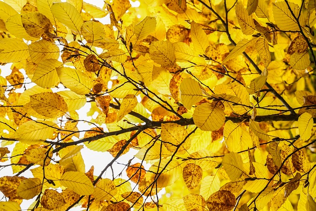 leaves, laptop wallpaper, hd wallpaper, branch, autumn, yellow leaves, 4k wallpaper, foliage, wallpaper 4k, tree, plant, full hd wallpaper, mac wallpaper, wallpaper hd, free wallpaper, windows wallpaper, nature, desktop backgrounds, free background, texture, beautiful wallpaper, cool backgrounds, background, 4k wallpaper 1920x1080, floral background, fall, season - 4K 8K wallpaper background by 2780243 | Pix8K