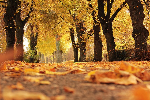 trees, avenue, fall, path, mood, outdoor, autumn leaves, leaves, foliage leaves, golden autumn, autumn color, sun, autumn colors, yellow, coloring, yellow leaves, nature, sunny, autumnal, atmospheric, to stroll, idyllic, promenade, quiet, idyll, autumn mood, fall, fall, fall, fall, fall, autumn leaves, yellow leaves, sunny, sunny - 4K 8K wallpaper background by NoName_13 | Pix8K