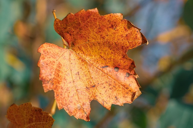 leaf, autumn leaf, autumn leaves, fall, leaves, nature, autumnal, background image, background image, background image, background image, background image, background image - 4K 8K wallpaper background by ChiemSeherin | Pix8K