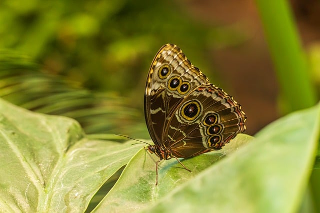 butterfly, nature, wings, butterfly wings, leaf, green, animal, macro, details, insect, brown, calm, natural, glossy, garden, summer, bokeh, spots, texture, winged, beauty - 4K 8K wallpaper background by Engin_Akyurt | Pix8K