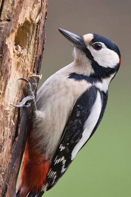 great spotted woodpecker, nuthatch, bird, woodpecker, animal, wildlife, plumage, branch, perched, nature, birdwatching, wildlife photography, nature photography, bird photography, photography, great spotted woodpecker, woodpecker, woodpecker, woodpecker, woodpecker, woodpecker, wildlife photography, photography, photography, photography - 4K 8K wallpaper background by Max_Gindele_Photography | Pix8K