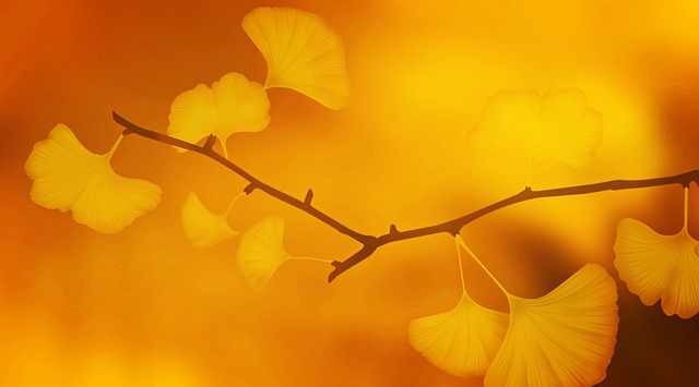 texture, background, ginkgo, windows wallpaper, ginkgo leaves, floral background, beautiful wallpaper, free wallpaper, wallpaper 4k, mac wallpaper, branch, wallpaper hd, plant, golden, orange, cool backgrounds, foliage leaves, 4k wallpaper 1920x1080, desktop backgrounds, fall, golden autumn, 4k wallpaper, hd wallpaper, golden october, tender, japan, laptop wallpaper, japanese, nature, ginkgo tree, bright, full hd wallpaper, free background, sunlight, radiant - 4K 8K wallpaper background by cocoparisienne | Pix8K