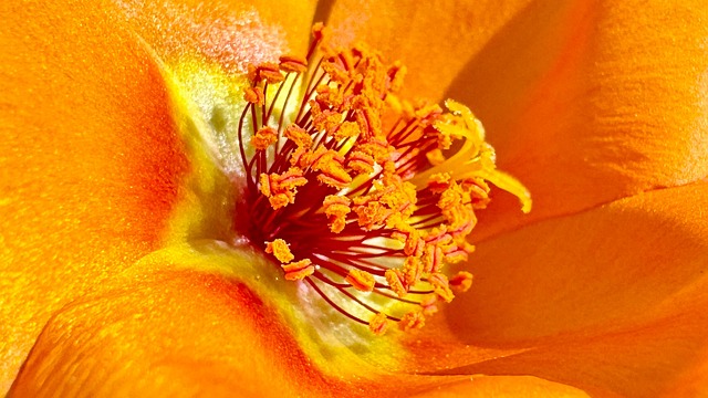 flower, floral background, laptop wallpaper, desktop backgrounds, beautiful flowers, 4k wallpaper 1920x1080, cool backgrounds, hd wallpaper, portulaca grandiflora, flower wallpaper, stamen, nature, golden yellow, pollen, 4k wallpaper, mac wallpaper, windows wallpaper, wallpaper hd, flower background, beautiful wallpaper, wallpaper 4k, full hd wallpaper, free background, free wallpaper, wallpaper - 4K 8K wallpaper background by BR7749 | Pix8K