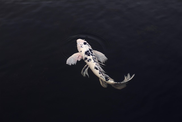 koi, fish, minimal, minimalistic, in, clear, water, swimming, rear, view, animal, koi fish, jinli, nishikigoi, pond, minimalist, nature, swim, koi, fish, fish, fish, fish, fish, koi fish, minimalist - 4K 8K wallpaper background by Nika_Akin | Pix8K