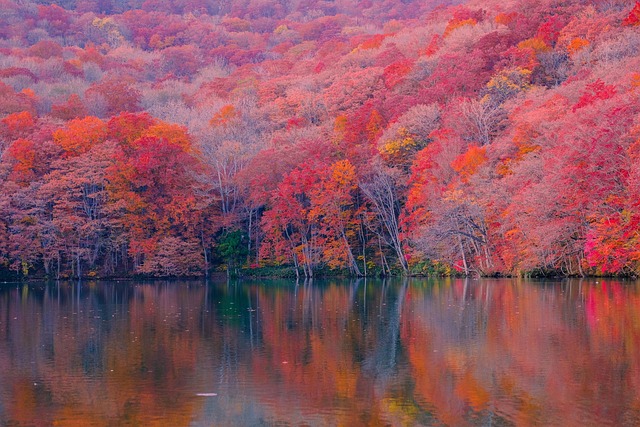 autumn, forest, lake, nature, landscape, fall, maple forest - 4K 8K wallpaper background by phgvu307 | Pix8K