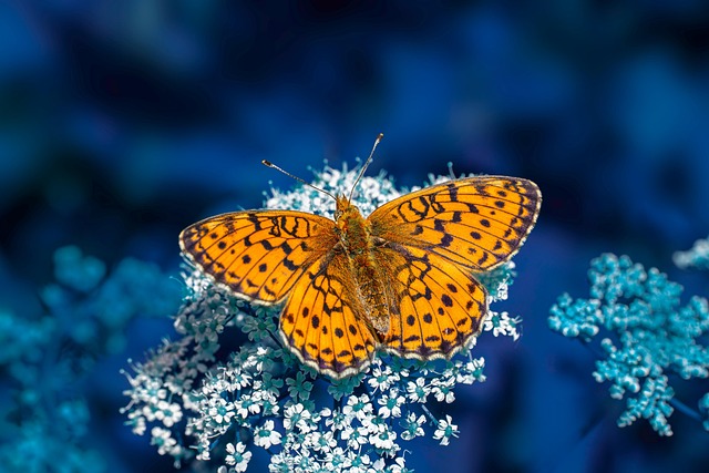 butterfly, insect, windows wallpaper, springtime, wallpaper hd, nature, environment, hd wallpaper, laptop wallpaper, 4k wallpaper 1920x1080, free wallpaper, 4k wallpaper, floral background, close up, mac wallpaper, grass, wallpaper 4k, plant, wildlife, cool backgrounds, entomologist, beautiful wallpaper, free background, desktop backgrounds, full hd wallpaper, background, macro - 4K 8K wallpaper background by Erik_Karits | Pix8K