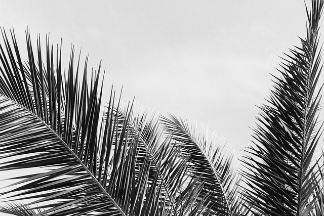black and white, palm leaves, wallpaper hd, botanical, tropical, summer, desktop backgrounds, leaves, botany, nature, monochrome, hd wallpaper, 4k wallpaper, 4k wallpaper 1920x1080, photography, windows wallpaper, black, wallpaper 4k, mac wallpaper, cool backgrounds, laptop wallpaper, full hd wallpaper, free background, white, copy space, beautiful wallpaper, background, gray summer, gray leaf, gray photography, free wallpaper, gray leaves - 4K 8K wallpaper background by Nika_Akin | Pix8K