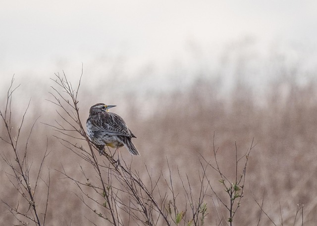 bird, windows wallpaper, western meadowlark, ornithology, species, beautiful wallpaper, 4k wallpaper, fauna, 4k wallpaper 1920x1080, hd wallpaper, desktop backgrounds, avian, free background, mac wallpaper, laptop wallpaper, animal, free wallpaper, beak, cool backgrounds, wallpaper 4k, full hd wallpaper, wildlife, fall, meadowlark, wallpaper hd, background, nature, outdoors - 4K 8K wallpaper background by jpreimer | Pix8K