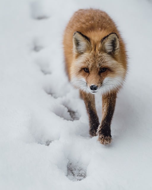 fox, red fox, wildlife, snow, winter, forest, nature, wild, animal, predator, cold, scenic, natural, photorealistic, cinematic, 8k, wilderness, mammal, outdoors, hunting, atmospheric, 8k wallpaper, frosty, snowy, solitude, survival - 4K 8K wallpaper background by Solarselle77 | Pix8K
