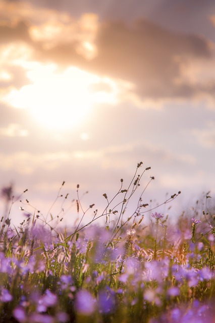 flowers, plants, sunset, ipad wallpaper, meadow, mobile wallpaper, grass, grassland, sunshine, cloud, samsung wallpaper, lock screen wallpaper, sky, mobile wallpaper 4k, sky background, phone wallpaper, beautiful flowers, wallpaper, nature, flower background, background, beautiful wallpaper, aesthetic wallpaper, iphone wallpaper, flower wallpaper - 4K 8K wallpaper background by Taoyuetong | Pix8K