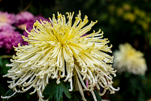 autumn, chrysanthemum, flower, beautiful flowers, nature, flower background, flower wallpaper, plant, natural, photography, yellow - 4K 8K wallpaper background by 素君 | Pix8K