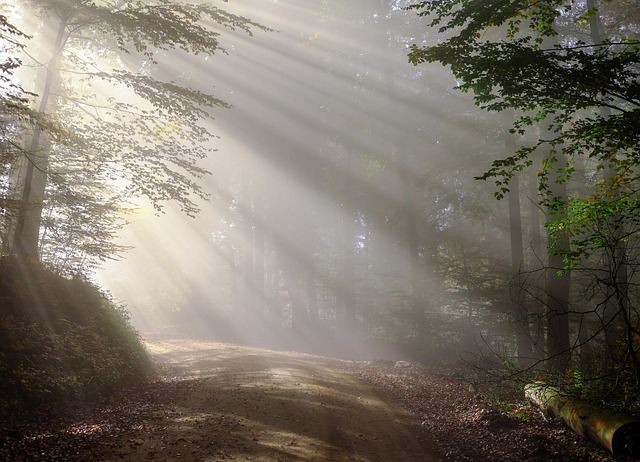 dirt road, nature, sunbeams, forest, fog, foggy morning, haze, mist, misty, trees, woods, woodlands, sunrays, sunlight, path, trail, morning, forest path, black forest - 4K 8K wallpaper background by Couleur | Pix8K