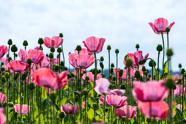 poppy, flower, pink poppy, pink flowers, flower wallpaper, blossom, bloom, flora, cultivation, agricultural, horticulture, nature, plants, flower background, field of flowers, flower meadow, poppy field, beautiful flowers, field - 4K 8K wallpaper background by NickyPe | Pix8K