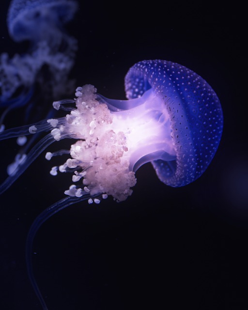jellyfish, tentacles, animal, underwater, sea jelly, cnidaria, marine life, sea life, ocean life, aquatic animal, nature, wildlife, fauna, phone wallpaper, sea, ocean, aesthetic wallpaper, iphone wallpaper, black wallpaper, black - 4K 8K wallpaper background by philippbrack76 | Pix8K