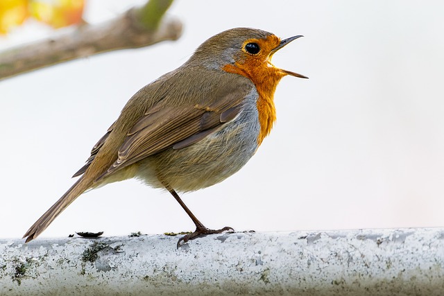 robin, european robin, animal, wildlife, bird, bird watching, ornithology, spring, songbird, nature, animal photography, bird photography, close up, hd background, hd wallpaper, 4k wallpaper, birdwatching - 4K 8K wallpaper background by Gruendercoach | Pix8K
