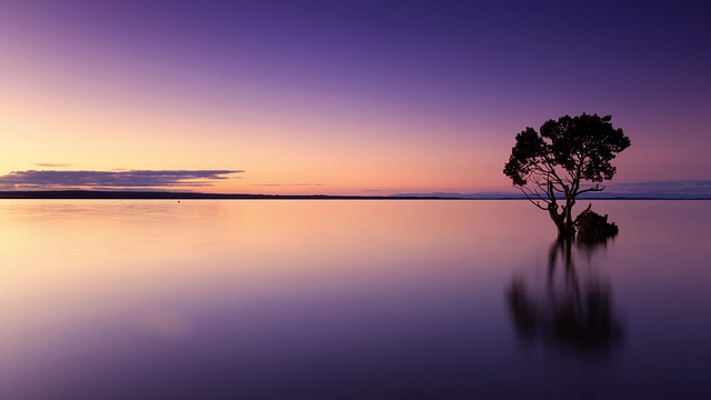 sunset, tree, water, silhouette, tree silhouette, dusk, twiligh, mirroring, mirror image, reflection, water reflection, calm, calm waters, solitude, solitary, nature, landscape, sky, horizon, nature wallpaper, zoom background, sunset, water, nature, nature, nature, nature, nature - 4K 8K wallpaper background by Cleverpix | Pix8K