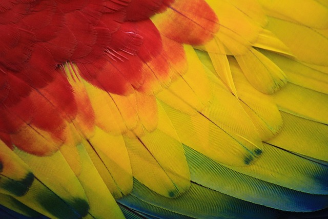 parrot, 4k wallpaper, macaw, cool backgrounds, mac wallpaper, red, desktop backgrounds, beautiful wallpaper, amazon, bird, tropical bird, animal, laptop wallpaper, 4k wallpaper 1920x1080, jungle, wallpaper hd, nature, exotic bird, cage, animals, feather, zoo, curious, colour, mascot, full hd wallpaper, plumage, scarlet macaw, big parrot, wallpaper 4k, mexico, photo, hd wallpaper, free, picture, beautiful, photography, free wallpaper, free background, colors, pens, windows wallpaper, background - 4K 8K wallpaper background by AngieToh | Pix8K