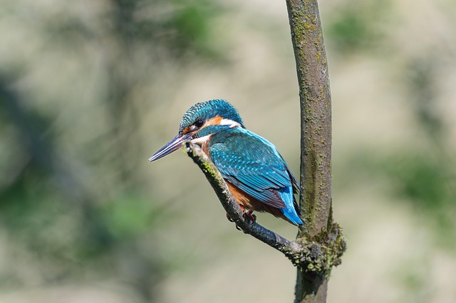 bird, kingfisher, ornithology, beautiful nature, species, fauna, animal, beak, wildlife, nature, nature photography, nature background, forest nature, little bird, sitting bird, bird photography, bird's eye view, bird beak, plumage, turquoise, tree, branch, nature wallpaper, full hd wallpaper, hd wallpaper, hd backgrounds, fisherman, fish hunter - 4K 8K wallpaper background by Gruendercoach | Pix8K