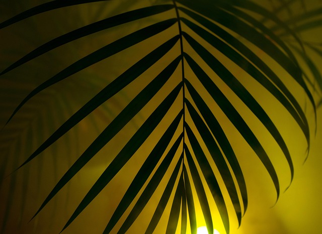 palm tree, diffuse, art, hip, hipster, fog, free background, wallpaper hd, neon, cool backgrounds, colour, disco, party, hd wallpaper, series image, the shade, nature, background, 4k wallpaper, mac wallpaper, wallpaper 4k, artificially, lighting, image series, beautiful wallpaper, neon light, neon lights, yukka, windows wallpaper, desktop backgrounds, lamp, smoke, schemes, free wallpaper, light, multicoloured, 4k wallpaper 1920x1080, laptop wallpaper, full hd wallpaper, leaf, artistic - 4K 8K wallpaper background by web3525 | Pix8K