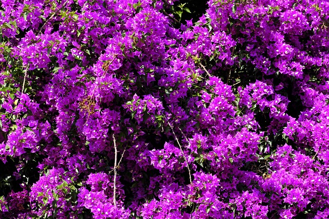 triple flower, bougainvillea, flower background, beautiful flowers, bougainville, flower, blossom, bloom, nature, pink, flower wallpaper, four o'clock plant, mediterranean - 4K 8K wallpaper background by Bru-nO | Pix8K
