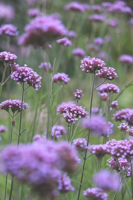 verbena, blossoms, garden, flower, flower bed, flower meadow, flora, flower background, nature, beautiful flowers, background, flower garden, flower wallpaper, bloom, floral background, beautiful wallpaper, hover, purple, violet, filigree - 4K 8K wallpaper background by KRiemer | Pix8K