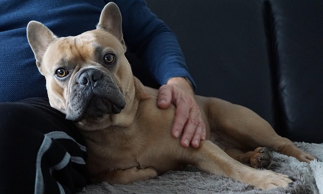 cuddle, full hd wallpaper, free background, stroke, close, background, on the couch, wallpaper hd, rainy weather, dog, man, desktop backgrounds, laptop wallpaper, windows wallpaper, mac wallpaper, beautiful wallpaper, hand, fall, cool backgrounds, comfortable, french bulldog, cute, 4k wallpaper, wallpaper 4k, animal, view, pet, eyes, 4k wallpaper 1920x1080, paws, fur, animal portrait, portrait, hd wallpaper, lifestyle, amber colored, free wallpaper, smooch, cozy - 4K 8K wallpaper background by Mylene2401 | Pix8K