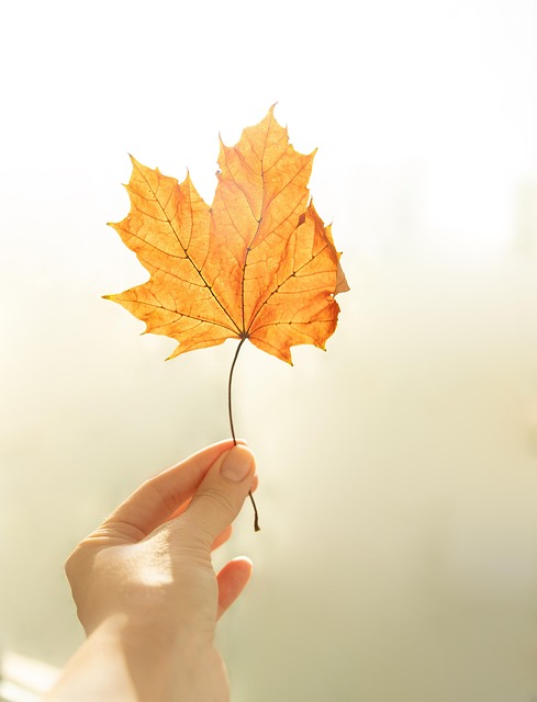 autumn, maple leaf, autumn aesthetic, nature - 4K 8K wallpaper background by Irina_kukuts | Pix8K