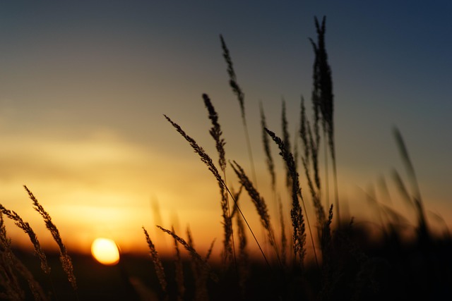 sunset, nature, field, grass, laptop wallpaper, desktop backgrounds, landscape, beautiful wallpaper, eve, 4k wallpaper 1920x1080, mac wallpaper, free background, hd wallpaper, heaven, 4k wallpaper, dusk, fall, wallpaper hd, scenic, summer, windows wallpaper, free wallpaper, mood, atmospheric, full hd wallpaper, silhouette, bokeh, close up, wallpaper 4k, cool backgrounds, romantic, background, desktop, background image - 4K 8K wallpaper background by jplenio | Pix8K