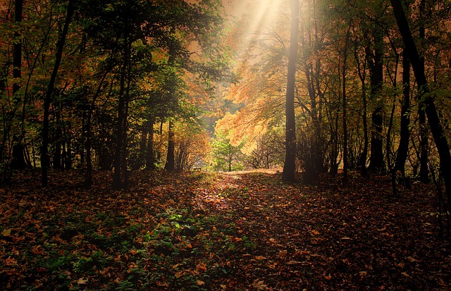 autumn, sunbeams, forest, leaves, foliage, autumn leaves, autumn foliage, autumn colors, autumn season, fall foliage, fall leaves, fall colors, nature, trees, woods, woodlands, glade, autumn, autumn, autumn, autumn, autumn, forest, forest, leaves, leaves, autumn leaves, autumn leaves, autumn leaves, fall leaves - 4K 8K wallpaper background by 132369 | Pix8K