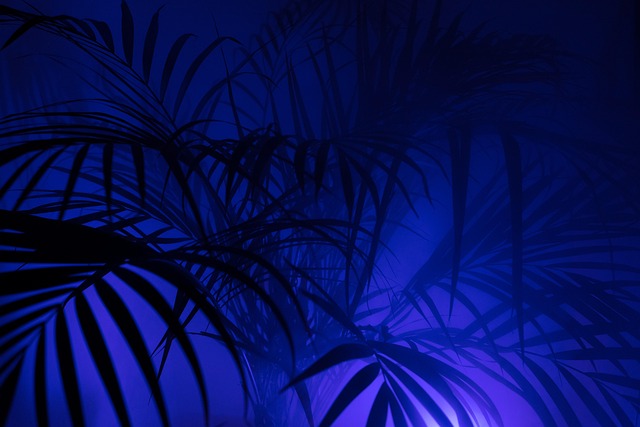 palm tree, diffuse, nature, art, beautiful wallpaper, hd wallpaper, hip, hipster, windows wallpaper, wallpaper 4k, mac wallpaper, full hd wallpaper, fog, neon, colour, disco, party, wallpaper hd, series image, the shade, free background, desktop backgrounds, 4k wallpaper, 4k wallpaper 1920x1080, background, artificially, lighting, image series, neon light, neon lights, yukka, lamp, smoke, schemes, cool backgrounds, light, multicoloured, free wallpaper, leaf, laptop wallpaper, artistic - 4K 8K wallpaper background by web3525 | Pix8K