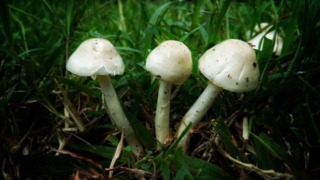 mushrooms, triple, fungus - 4K 8K wallpaper background by RonaldPlett | Pix8K