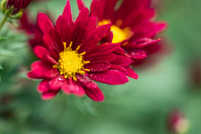 autumn, chrysanthemum, full hd wallpaper, 4k wallpaper, hd wallpaper, windows wallpaper, laptop wallpaper, wallpaper 4k, mac wallpaper, nature, floral background, 4k wallpaper 1920x1080, wild chrysanthemum, free wallpaper, cool backgrounds, plant, desktop backgrounds, background, photography, beautiful wallpaper, free background, wallpaper hd, natural - 4K 8K wallpaper background by 素君 | Pix8K