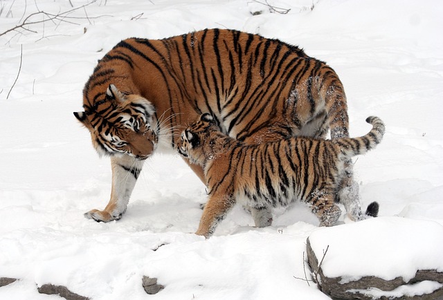 tigers, cub, tiger cub, mother, nature, snow, snowy, siberian tiger, panthera tigris altaica, young animal, family, young, wild animals, wilderness, wildlife, animal world, wildlife photography - 4K 8K wallpaper background by WikiImages | Pix8K