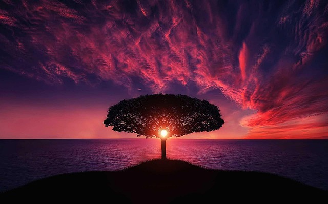 new year background, tree, sunset, clouds, sky, silhouette, hill, sea, ocean, tree silhouette, sun, dusk, twilight, afterglow, seascape, nature, landscape, island, sundown, zoom background - 4K 8K wallpaper background by Bessi | Pix8K