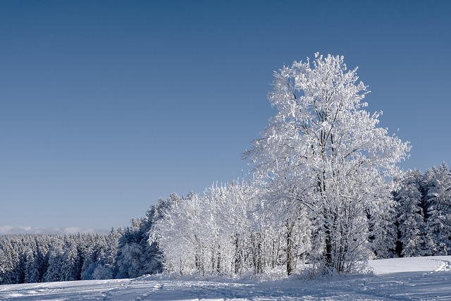winter, forest, fir trees, conifers, trees, frost, cold, snow, covered in snow, winter landscape, snow landscape, winter forest, winter magic, fairytale, landscape, nature, winter, winter, winter, winter, winter, snow, snow, winter landscape, winter forest - 4K 8K wallpaper background by NickyPe | Pix8K