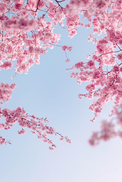 cherry blossoms, flowers, spring, sky, branches, pink flowers, beautiful flowers, phone wallpaper, sakura, blossom, bloom, flower background, flora, tree, nature, aesthetic wallpaper, iphone wallpaper, flower wallpaper - 4K 8K wallpaper background by ValeriaLu | Pix8K