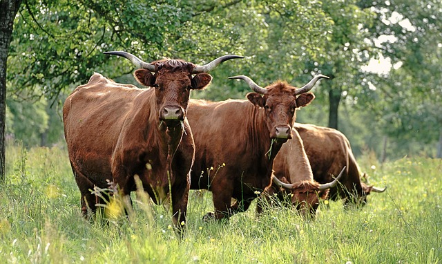 cows, cattle, wallpaper hd, animals, livestock, ruminant, mammals, cool backgrounds, windows wallpaper, free wallpaper, nature background, hd wallpaper, free background, 4k wallpaper, pasture, full hd wallpaper, 4k wallpaper 1920x1080, mac wallpaper, wallpaper 4k, nature, laptop wallpaper, wallpaper, desktop backgrounds, desktop picture, beautiful nature, beautiful wallpaper, hintergrundsbild, nature wallpaper, yk - 4K 8K wallpaper background by ykaiavu | Pix8K