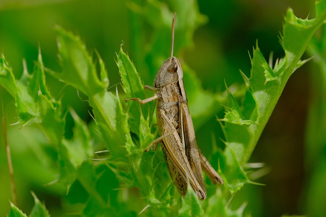 grasshopper, wallpaper hd, bug, wildlife, green, hd wallpaper, mac wallpaper, 4k wallpaper 1920x1080, insect, cool backgrounds, wallpaper 4k, laptop wallpaper, 4k wallpaper, hopper, free background, beautiful wallpaper, desktop backgrounds, free wallpaper, windows wallpaper, full hd wallpaper, background - 4K 8K wallpaper background by ZenAga | Pix8K